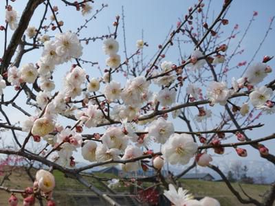 【梅林、もうすぐ見頃です！＆さくら通信｡*+】
