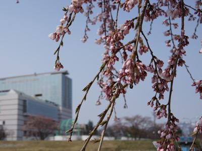【桜の彩り＆さくら通信｡*+】