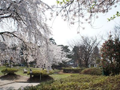 【桜の次は「白つつじ」＆さくら通信｡*+】