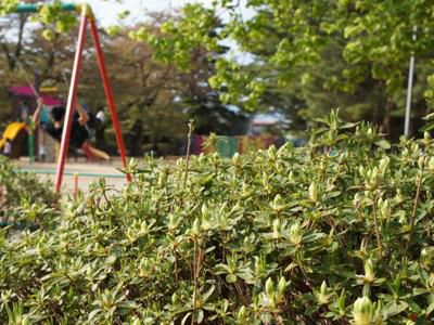 【いまの松ケ池（白つつじ）公園】