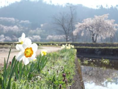 【+* ﾟさくら通信総集編　2014 ﾟ *+】