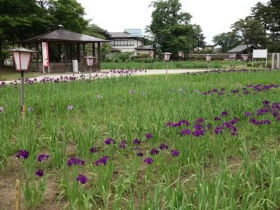 【開園前のあやめ公園】