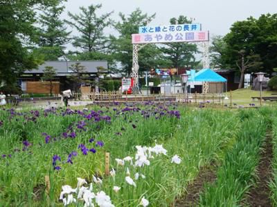 【あやめまつり開幕＆黒ベコまつり】