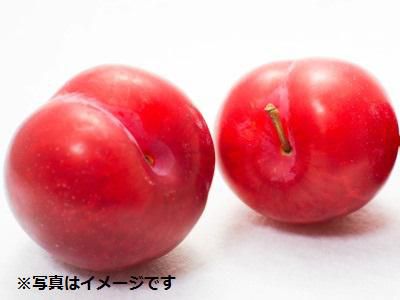 【すもも≪秋姫≫もうすぐです♪】