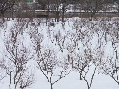 【長井の梅は…雪の中】