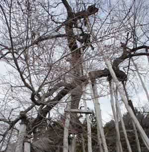 【久保桜今の表情】