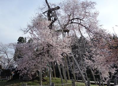 【長井のさくら総集編】