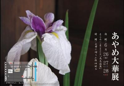 【～可憐なあやめ大華展～】