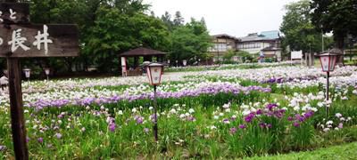 【あやめにぎわい市　今年も大賑わい】