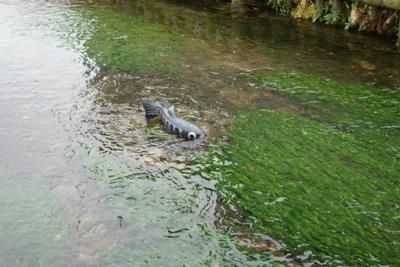 【三つの生き物・・・見つけられる？】