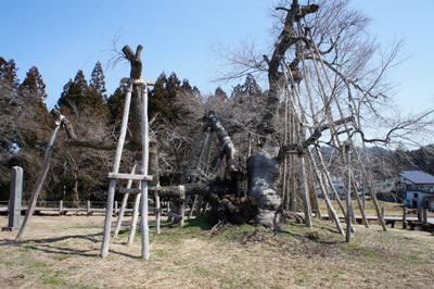 【今日の久保桜 !  】