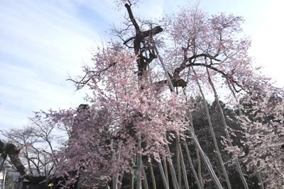 【「置賜さくら回廊」～予告～＋さくら通信】