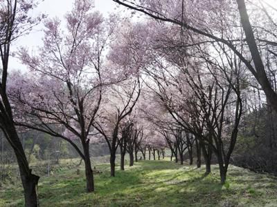 【お花見のお供に♪】