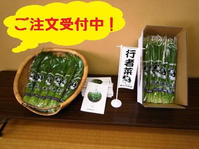 【行者菜のご注文受付中＋さくら通信】