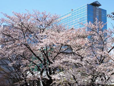【+｡:+さくら通信 総集編2016 *+:｡】