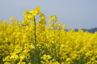 【あちこちで菜の花が見頃です】