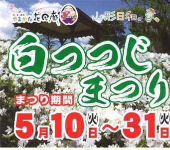 【白つつじまつり　始まりました！】