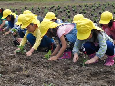 【河川敷が「菊芋」畑に】