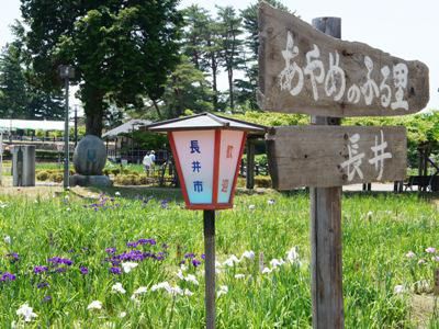 【あやめまつり開幕＆黒べこまつりレポ♪】