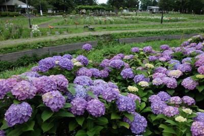 【今のあやめ公園】
