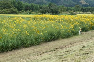 【長井で見つけた小さな秋】
