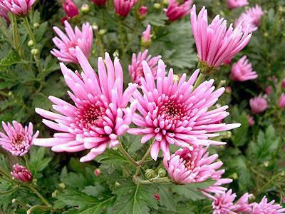 【山形の秋の彩り♪ もってのほか(食用菊)】