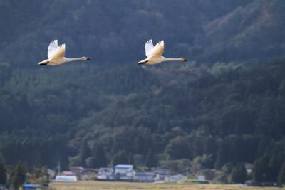 【白鳥の飛来が始まりました】