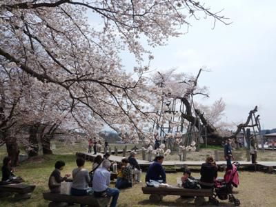 【桜の名所を繋ぐ　置賜さくら回廊 ≪予告≫】
