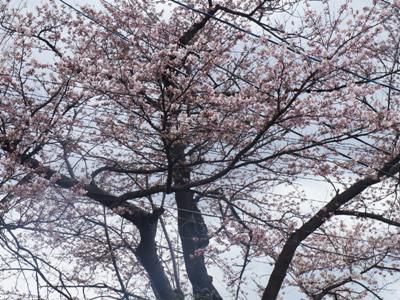 【季節の展示会　ご案内】