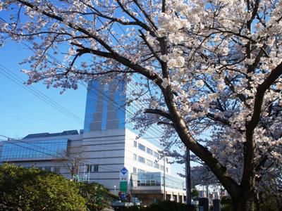 【+｡:+さくら通信 総集編2017 *+:｡】　