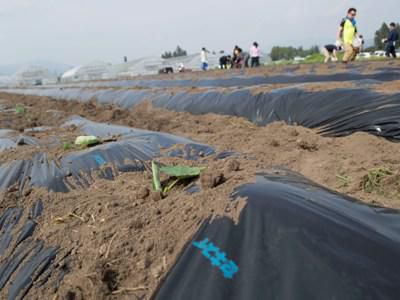 【1000人いも煮会　里芋苗植え】