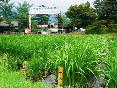 【今のあやめ公園・つつじ公園】