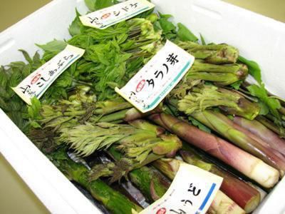 【おまかせ山菜セット　予約受付中！】