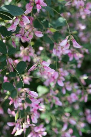 【萩の花が見頃です】