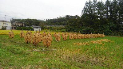 【初秋の丸大扇屋】