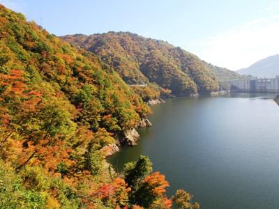 【長井ダムの紅葉が見頃です】