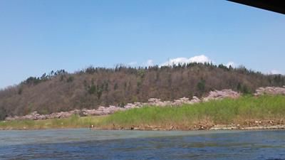 【最上川桜遊覧　～さくら通信～】