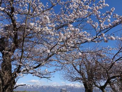 【巡りませ、置賜さくら回廊≪予告≫　～さくら通信～】