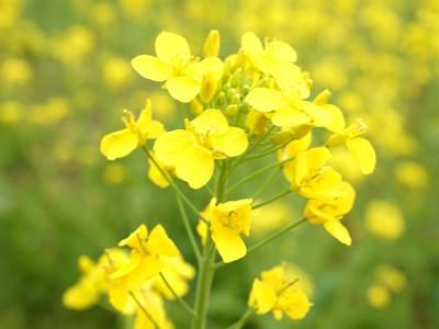 【キラリボシの菜の花油】