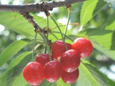 【山形のルビー『さくらんぼ』】