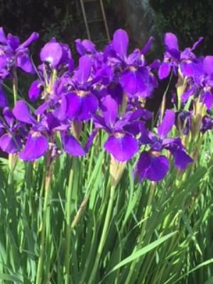【 タスビルの花菖蒲・きくいも商品のご紹介】