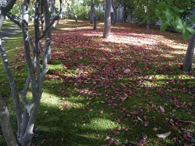 【紅葉に染まる「やませ蔵」】