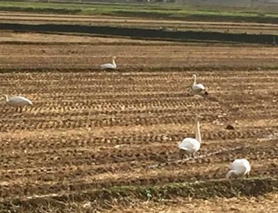 【白鳥が飛来しています】