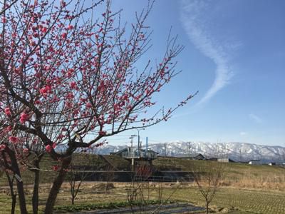 【梅が開花しました】