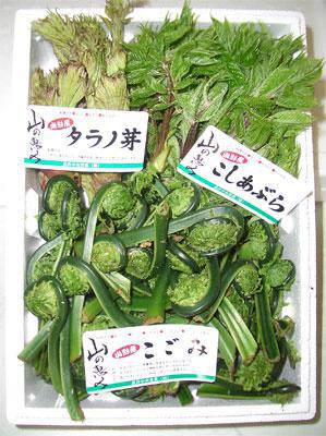 【おまかせ山菜セット ~予約受付中~】