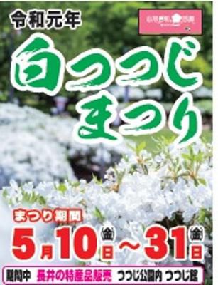 【白つつじまつり　≪予告≫】