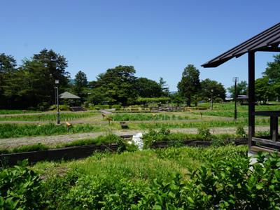 【今のあやめ公園】