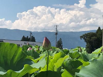 【「蓮の花」が見頃です】