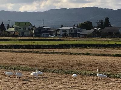 【白鳥が飛来しています】