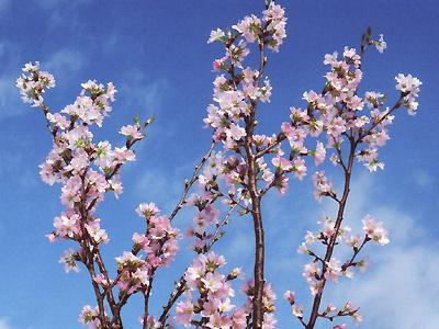 【一足早い春を・・・”啓翁桜”】